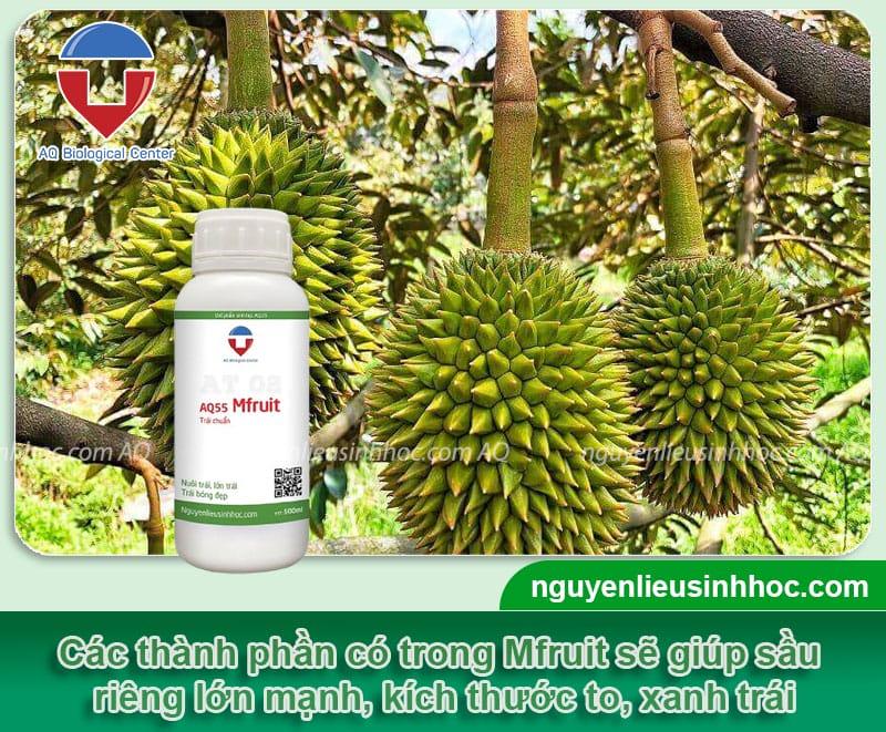 Thuốc xịt xanh trái sầu riêng, quả to, nặng trĩu MFRUIT