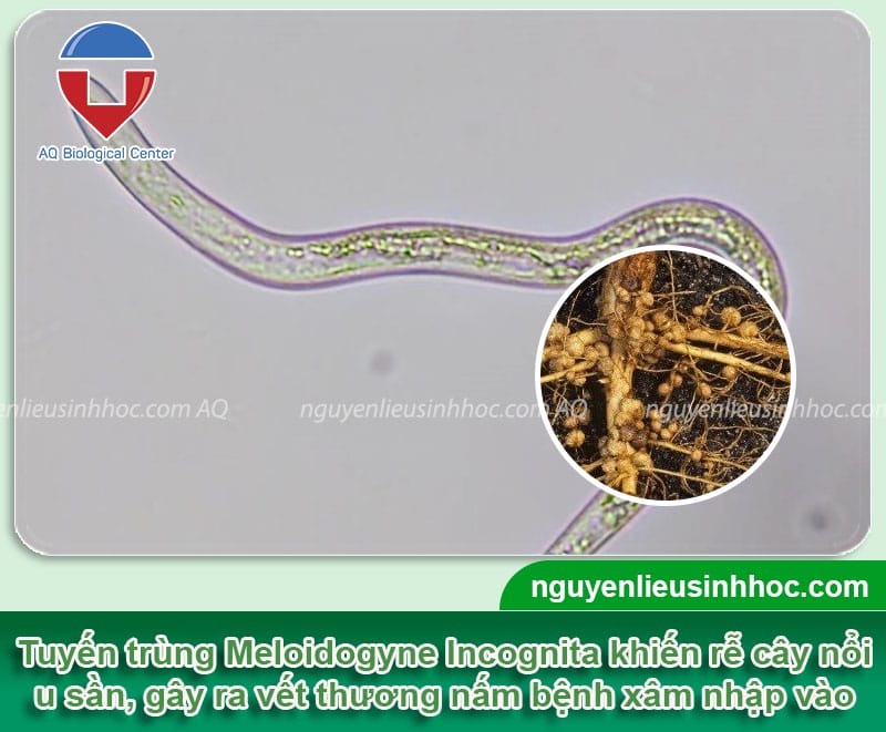 Nguyên nhân tiêu bị vàng lá và cách xử lý hiệu quả, an toàn