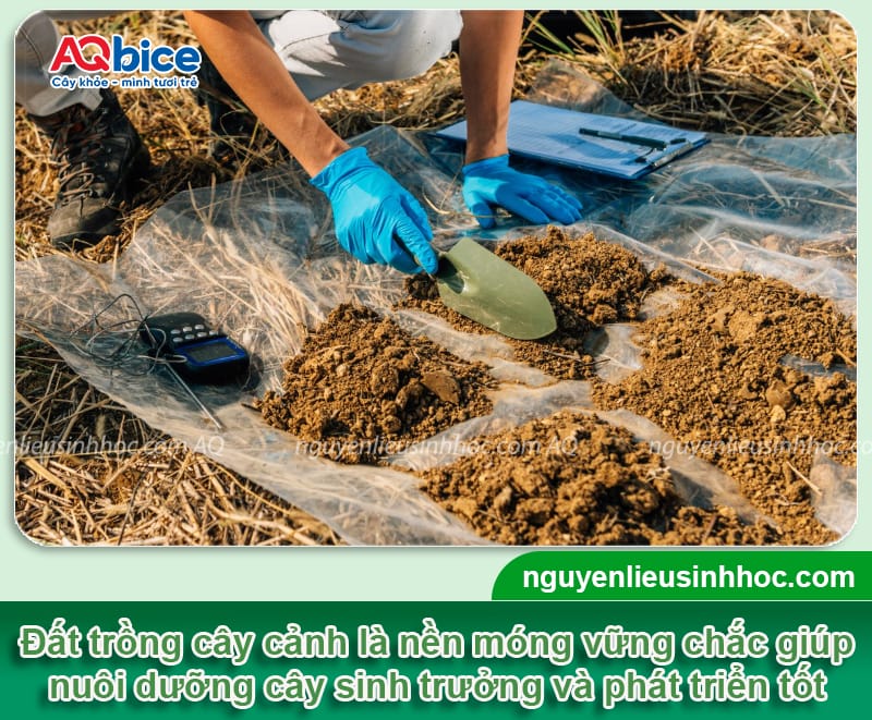 Kỹ thuật làm đất trồng cây cảnh giúp cây xanh tốt quanh năm