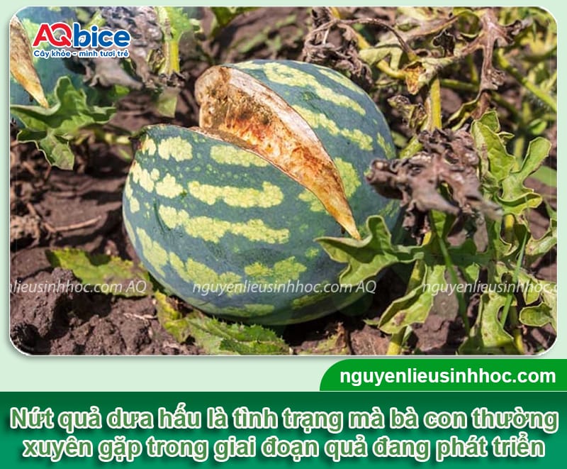 Dưa hấu bị nứt quả nguyên nhân do đâu? Cách phòng trị