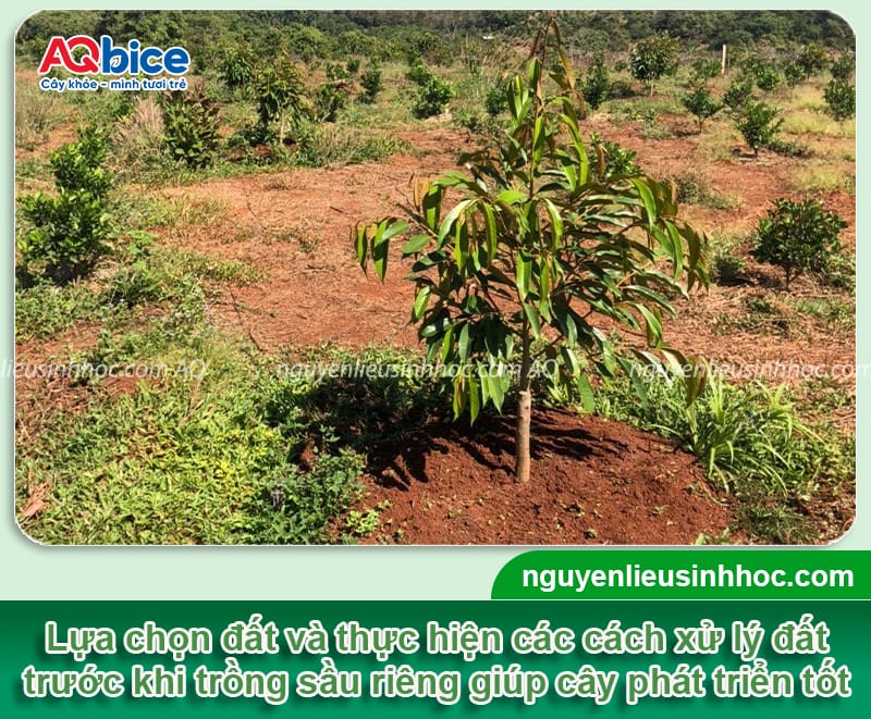 Xử lý đất trồng sầu riêng sạch mầm bệnh, giàu dinh dưỡng 1 Xử lý đất trồng sầu riêng sạch mầm bệnh, giàu dinh dưỡng