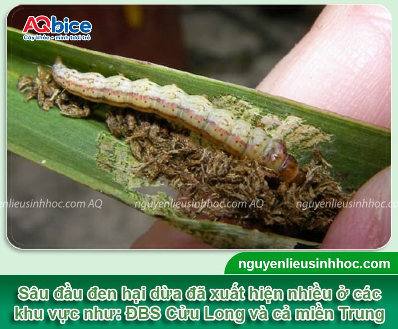 Diệt sâu đầu đen hại dừa tận gốc, không tái phát lại