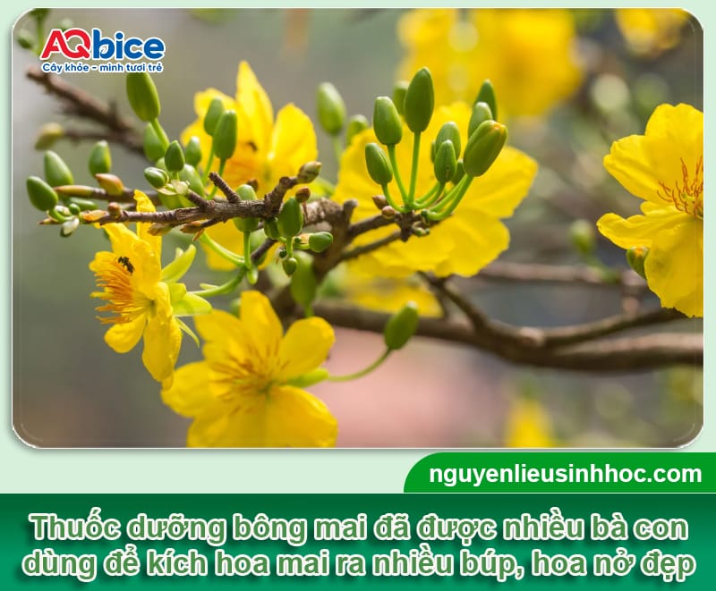 Dùng thuốc dưỡng bông mai để hoa bung nở rực rỡ, lâu tàn 1 Dùng thuốc dưỡng bông mai để hoa bung nở rực rỡ, lâu tàn