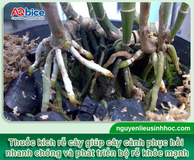 Thuốc kích rễ cây cảnh: Cây ra rễ mạnh, xanh tốt quanh năm