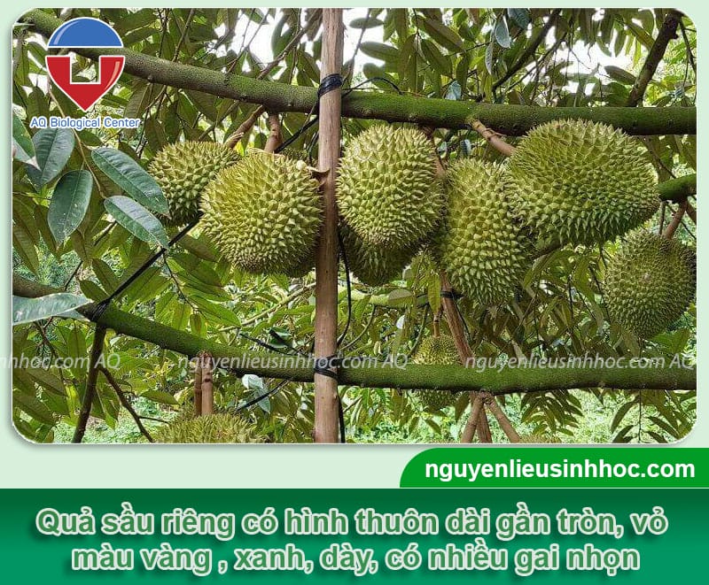 Thuốc xịt xanh trái sầu riêng, quả to, nặng trĩu MFRUIT