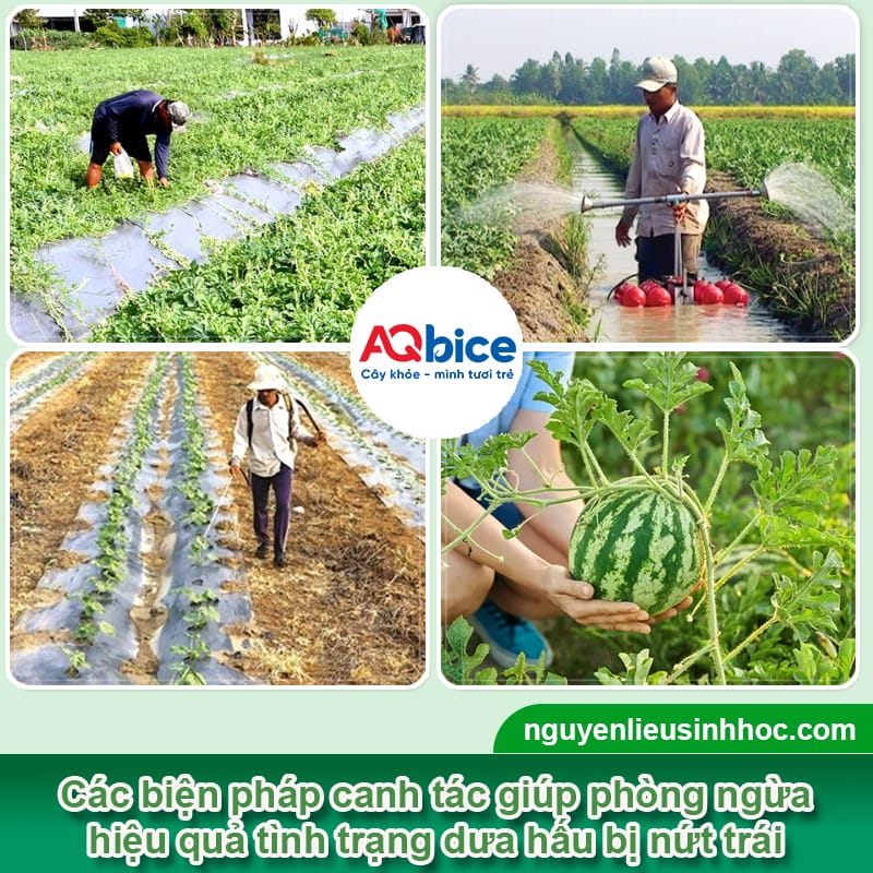 Dưa hấu bị nứt quả nguyên nhân do đâu? Cách phòng trị