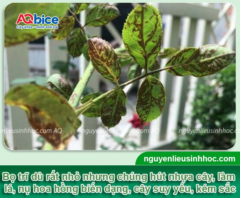 Nhận biết bọ trĩ hoa hồng và Cách xử lý triệt để
