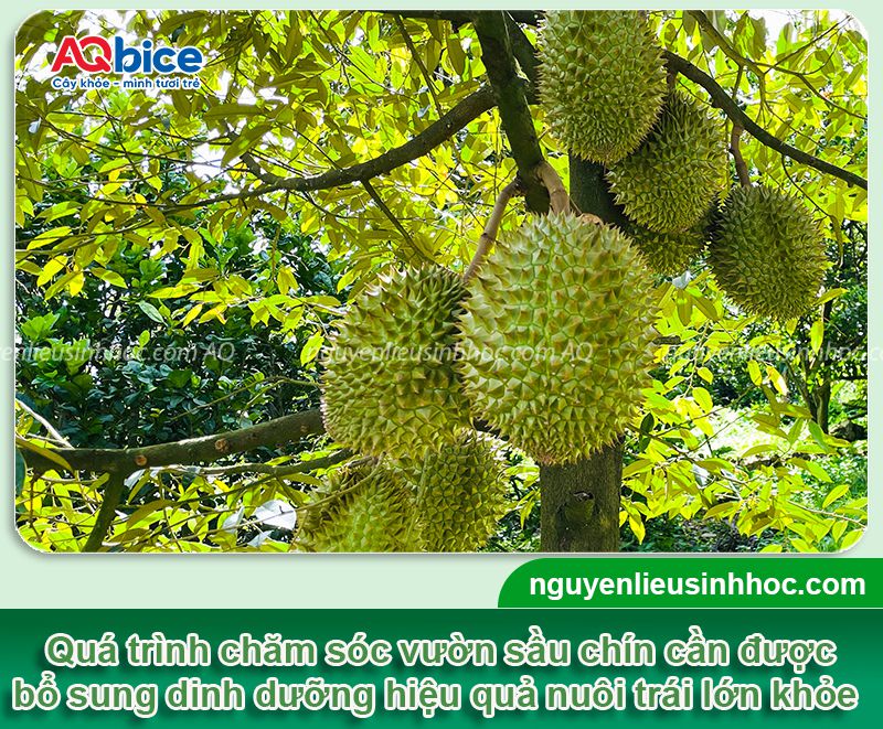 Thuốc dưỡng trái sầu riêng Mfruit: To trái, xanh gai