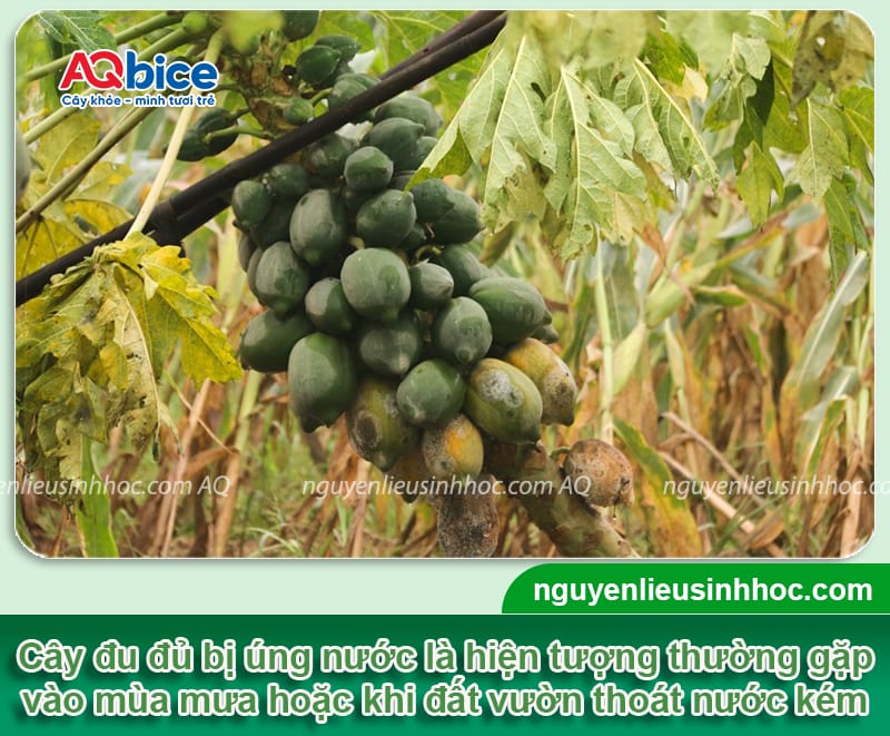 Cây đu đủ bị úng nước: Nguyên nhân và Cách cứu cây