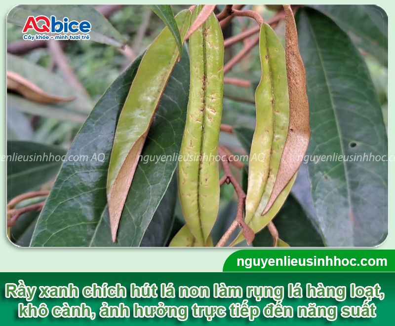 Thuốc trị rầy xanh Mebe Pa hiệu quả nhanh, tiêu diệt tận gốc