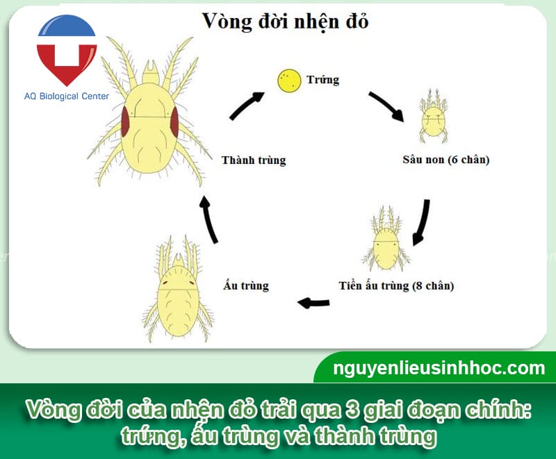 Phòng trừ nhện đỏ trên cây chanh bằng biện pháp an toàn