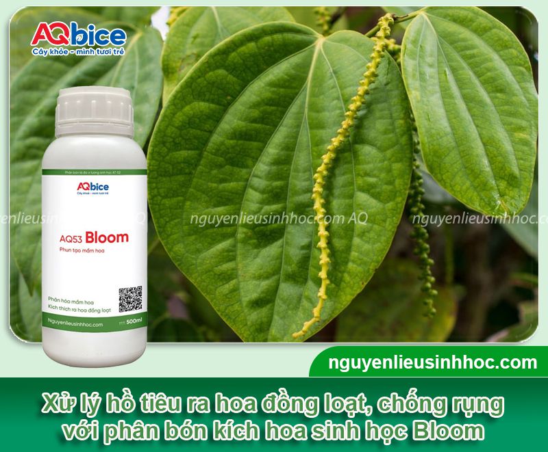 Cách chăm sóc tiêu giai đoạn ra hoa giúp tăng tỉ lệ đậu trái 4 Cách chăm sóc tiêu giai đoạn ra hoa giúp tăng tỉ lệ đậu trái