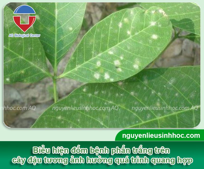 Bệnh sương mai đậu tương: Nguyên nhân, cách phòng trị