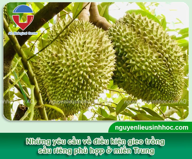 Giải đáp thắc mắc trồng sầu riêng ở miền Trung được không?