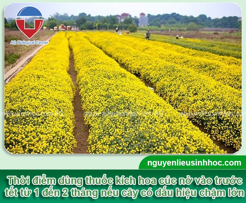 Thuốc kích hoa cúc nở nhanh, ra hoa đều, lâu tàn