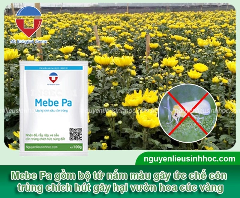 Phòng trừ cây hoa cúc bị đen nụ hiệu quả và Nguyên nhân