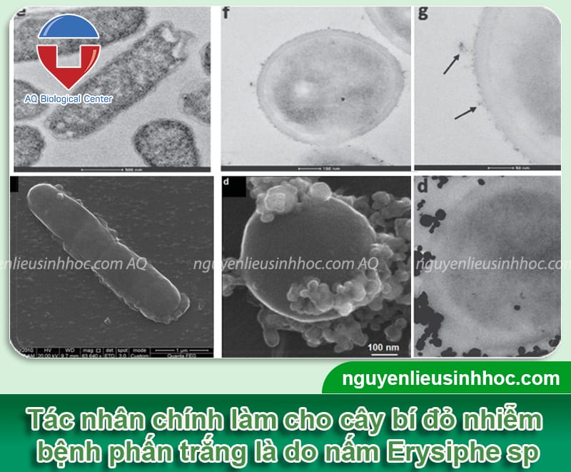 Phòng trị bệnh phấn trắng trên bí đỏ và Nguyên nhân do đâu