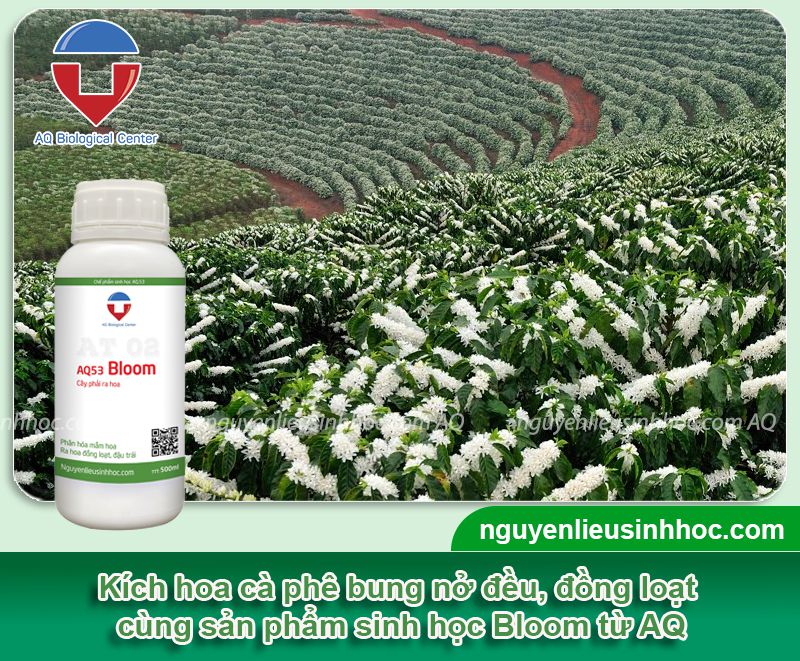 Thuốc kích hoa cà phê Bloom nở hoa đồng loạt, đậu trái khỏe