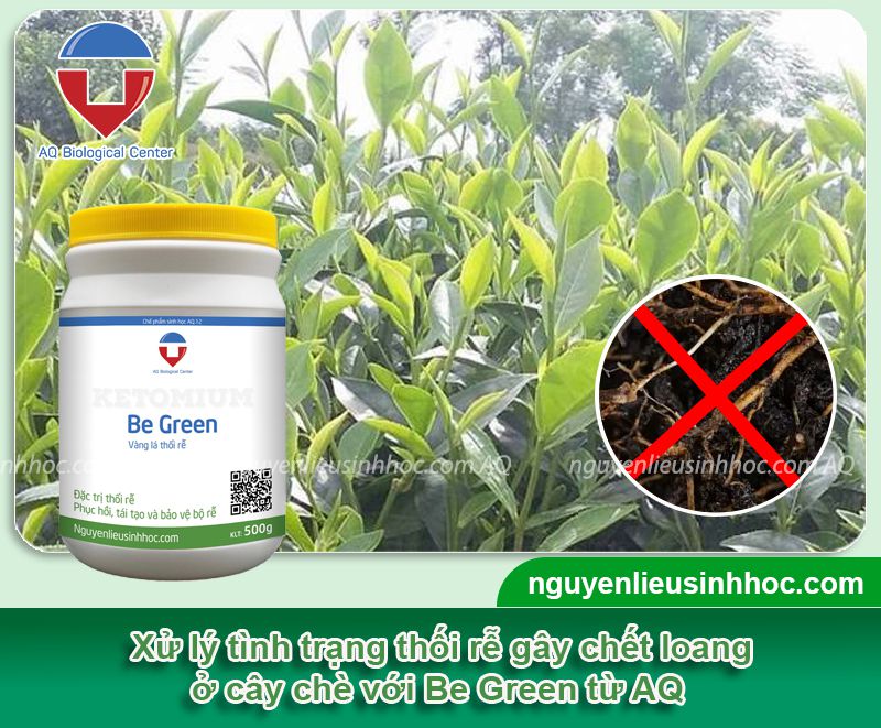 Phòng trị cây chè bị thối rễ hiệu quả, an toàn với Be Green