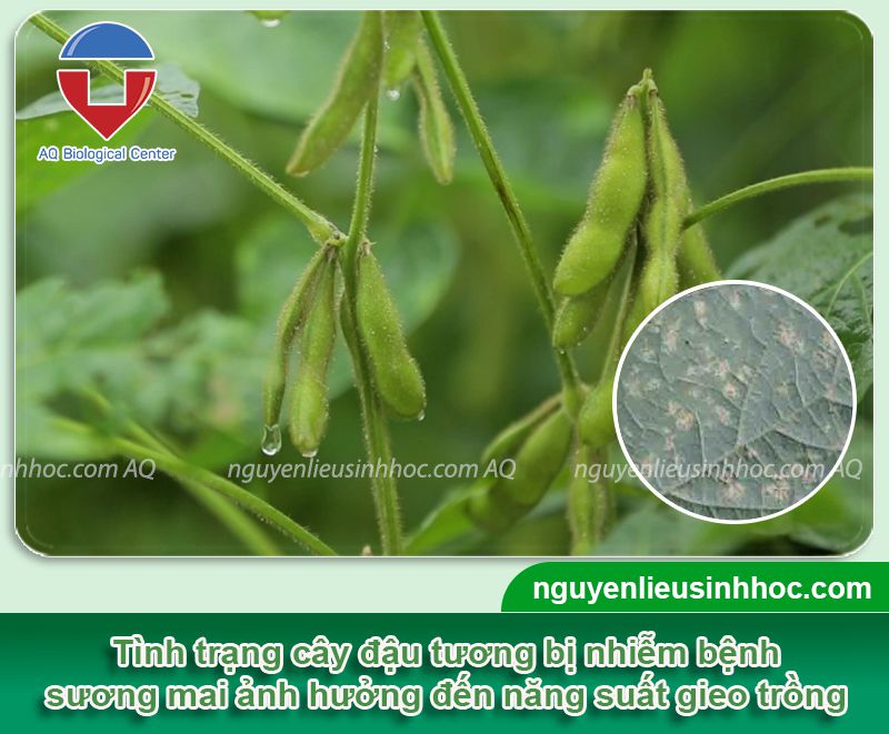 Bệnh sương mai đậu tương: Nguyên nhân, cách phòng trị