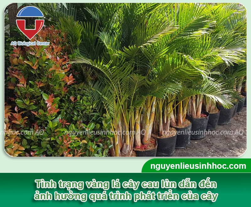 Bệnh vàng lá trên cây cau nguyên nhân, cách khắc phục hiệu quả