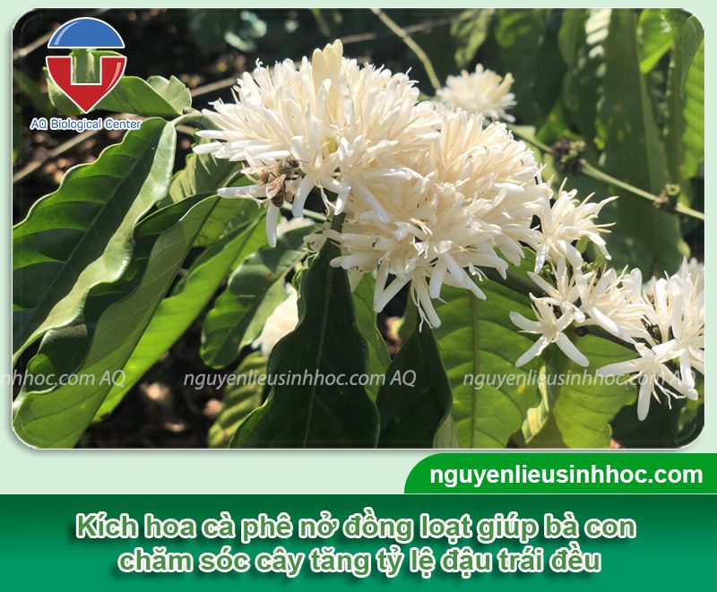 Thuốc kích hoa cà phê Bloom nở hoa đồng loạt, đậu trái khỏe