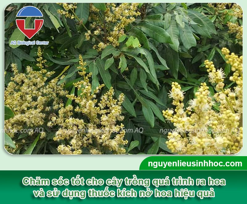 Thuốc kích hoa nở nhanh Bloom cho hoa nở đều, dưỡng hoa