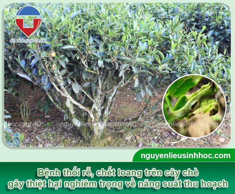 Phòng trị cây chè bị thối rễ hiệu quả, an toàn với Be Green