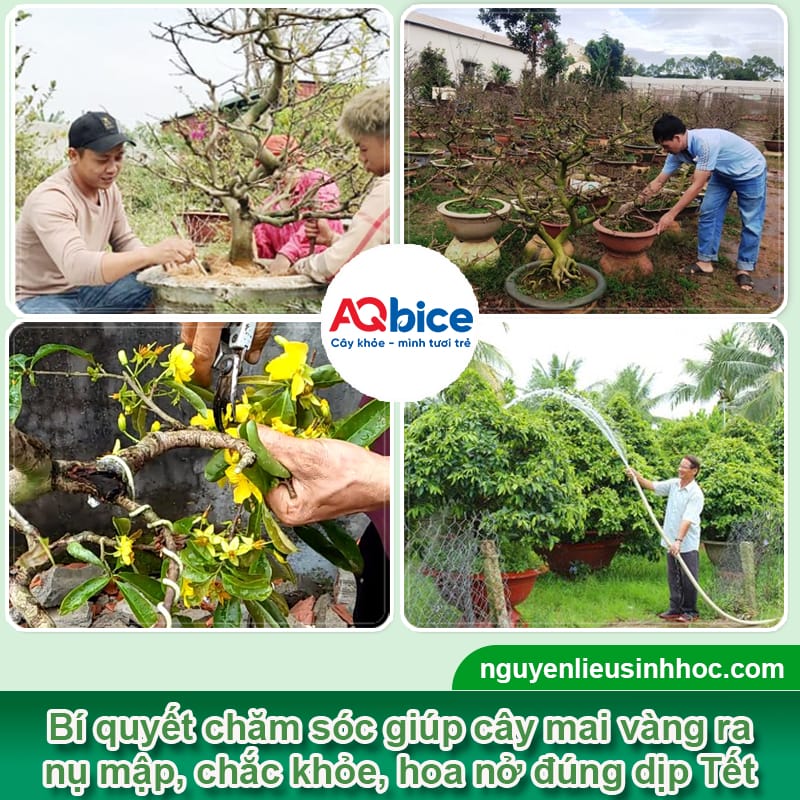 Cây mai không ra hoa do đâu và Bí quyết kích nụ đón Tết 3 Cây mai không ra hoa do đâu và Bí quyết kích nụ đón Tết