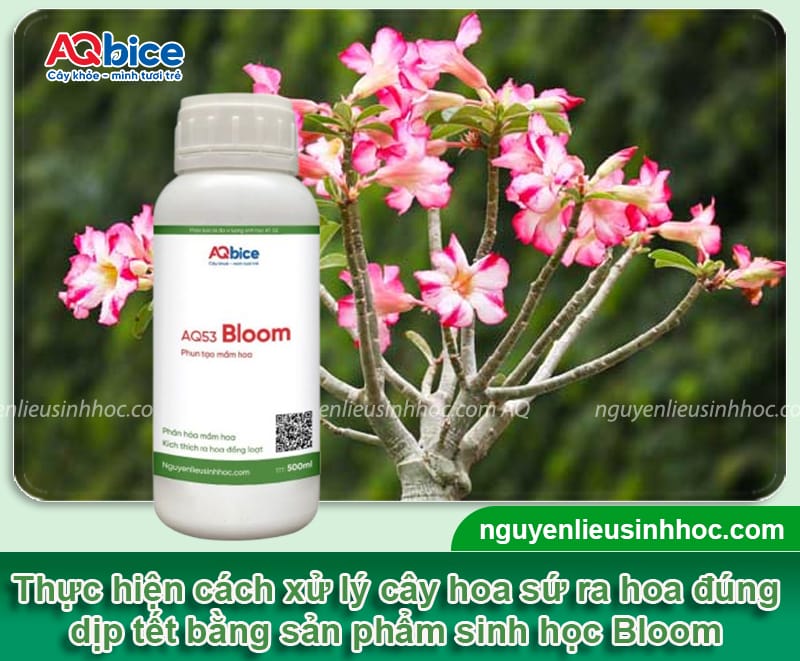 Cách xử lý cây sứ ra hoa đúng tết, hoa nở đẹp rực rỡ 4 Cách xử lý cây sứ ra hoa đúng tết, hoa nở đẹp rực rỡ