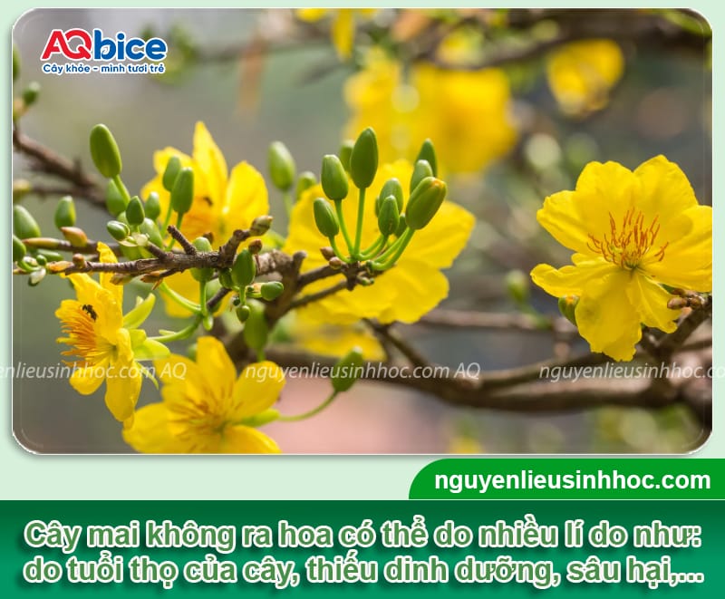 Cây mai không ra hoa do đâu và Bí quyết kích nụ đón Tết 2 Cây mai không ra hoa do đâu và Bí quyết kích nụ đón Tết