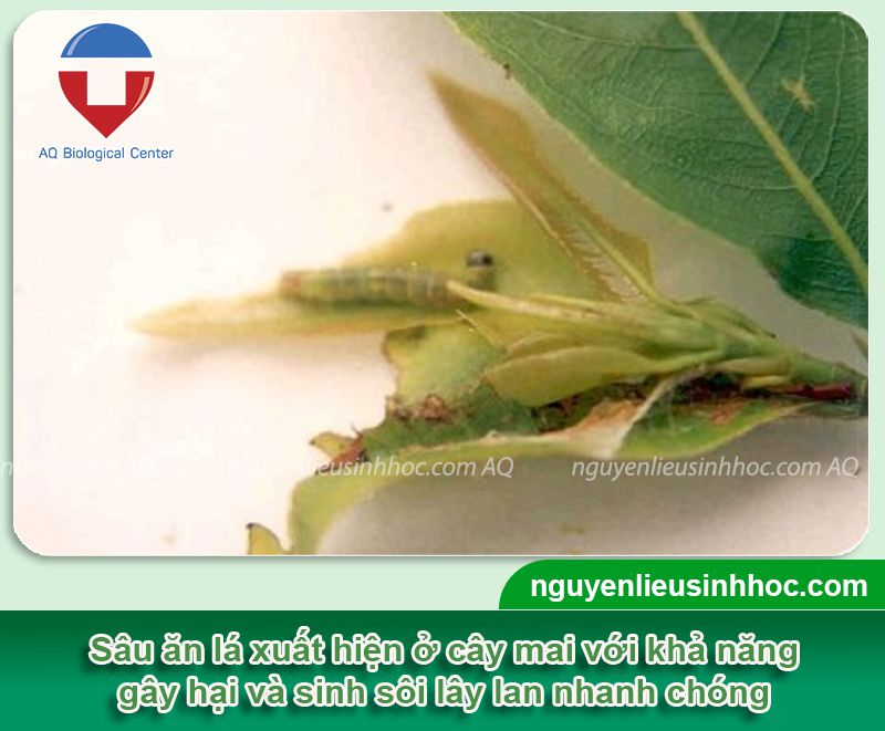 Thuốc trừ sâu cho cây mai vàng Ola insect in99 hiệu quả vượt trội