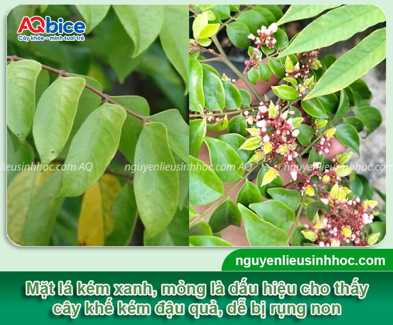 Cây khế ra hoa nhưng không đậu quả? Cách kích cây ra trái