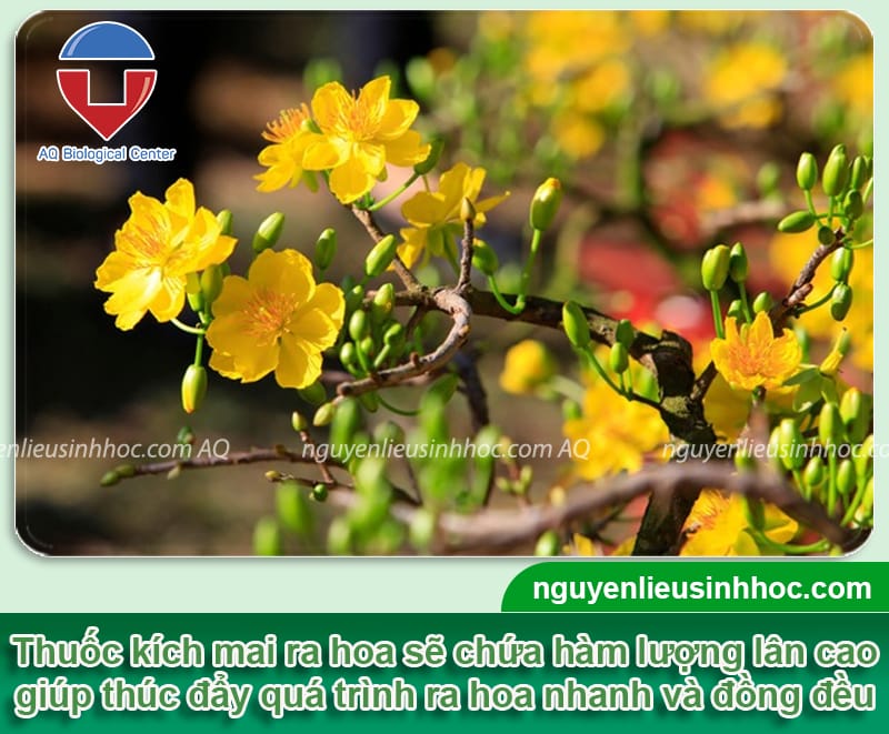 Thuốc phun kích thích ra hoa mai Bloom giúp hoa nở đúng Tết