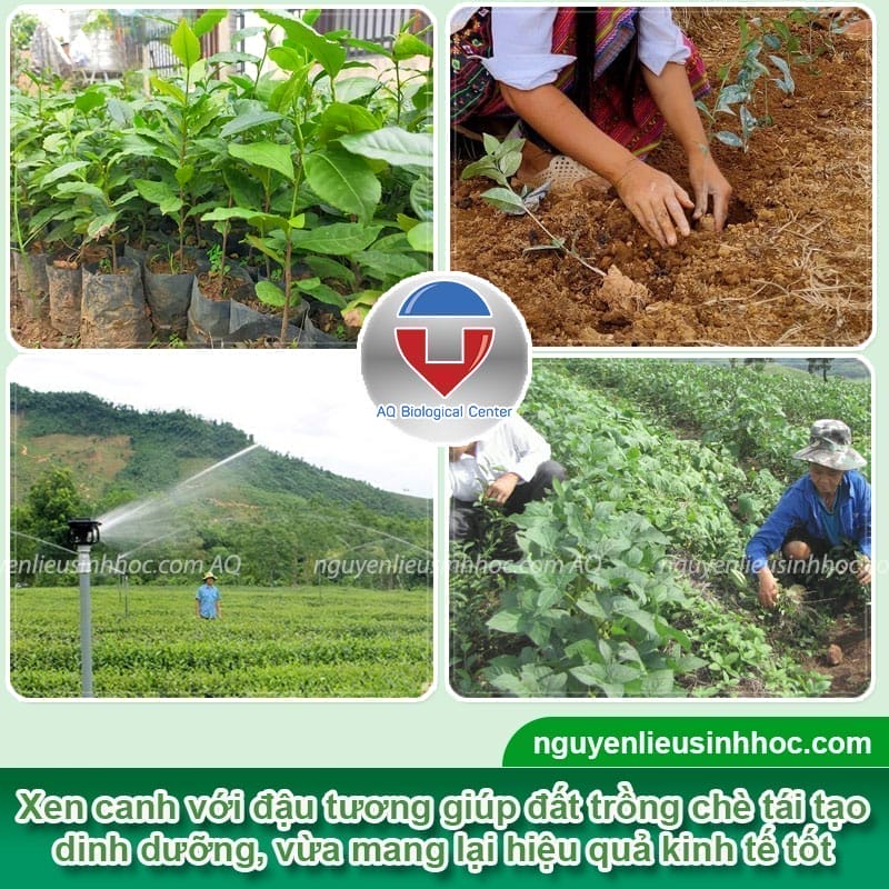 Trồng chè bao lâu thì thu hoạch ở giai đoạn kinh doanh