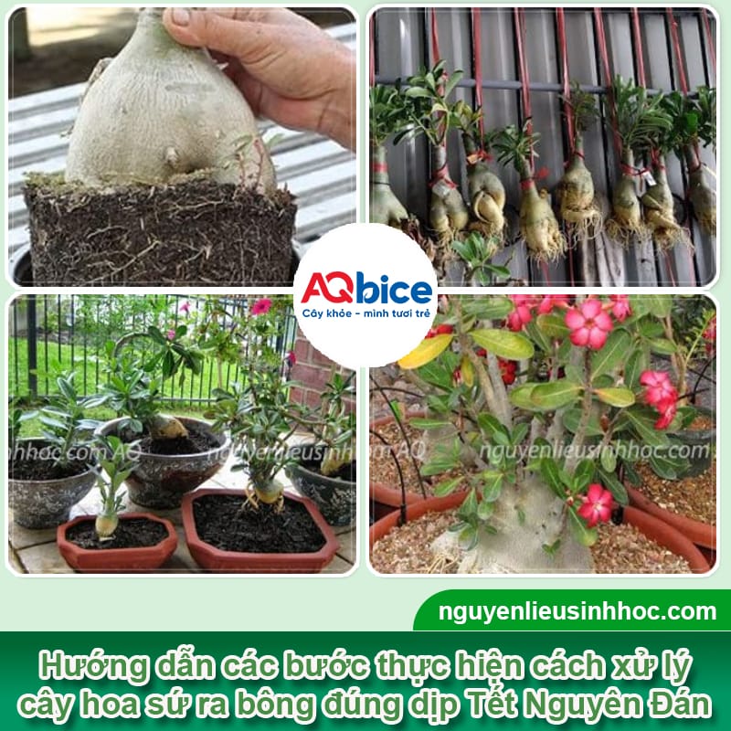 Cách xử lý cây sứ ra hoa đúng tết, hoa nở đẹp rực rỡ 3 Cách xử lý cây sứ ra hoa đúng tết, hoa nở đẹp rực rỡ