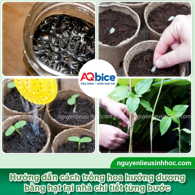 Cách trồng hoa hướng dương bằng hạt nảy mầm nhanh, nở kịp Tết