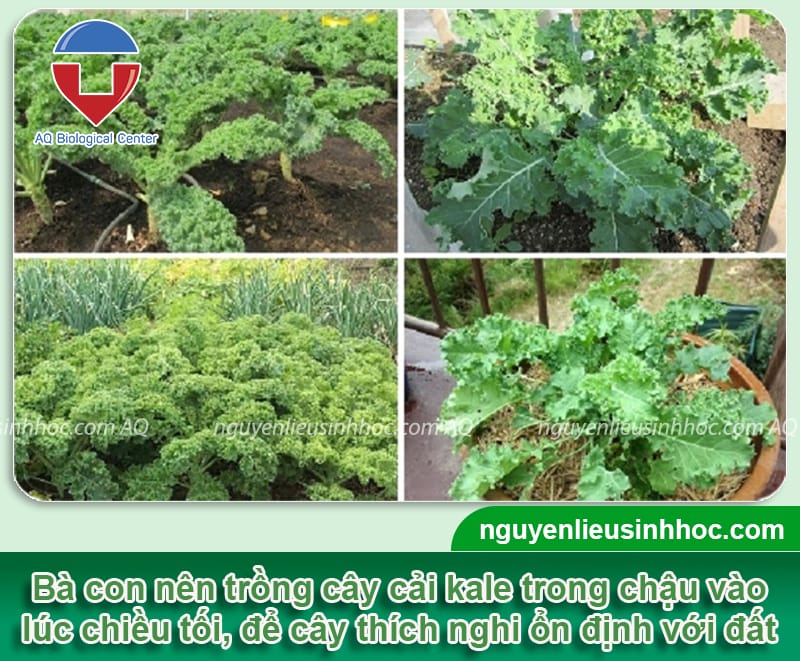 Cách trồng cải kale trong chậu tại nhà, dễ dàng thực hiện