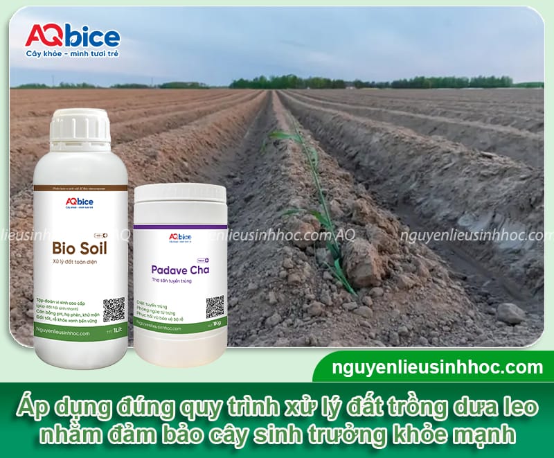 Xử lý đất trồng dưa leo giàu dưỡng chất, sạch mầm bệnh 4 Xử lý đất trồng dưa leo giàu dưỡng chất, sạch mầm bệnh