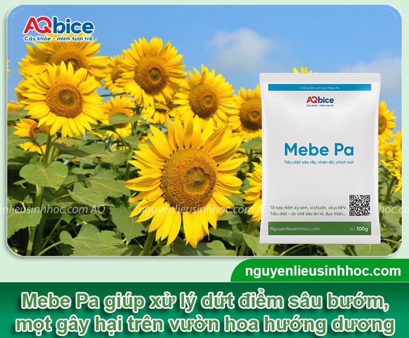 Cách trồng hoa hướng dương bằng hạt nảy mầm nhanh, nở kịp Tết