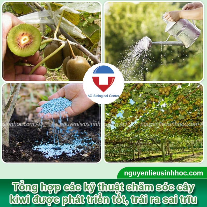 Hướng dẫn cách trồng kiwi tại nhà, trái ra nhiều, không sâu bệnh