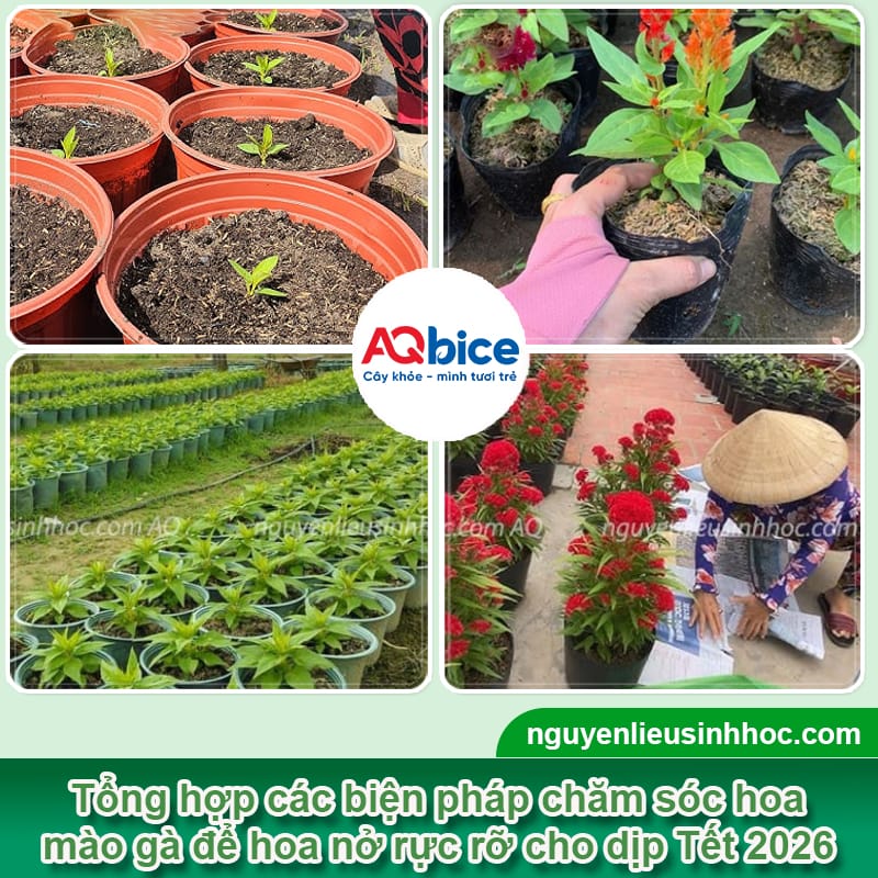 Cách trồng hoa mào gà nở đỏ rực đúng dịp Tết 2026 4 Cách trồng hoa mào gà nở đỏ rực đúng dịp Tết 2026