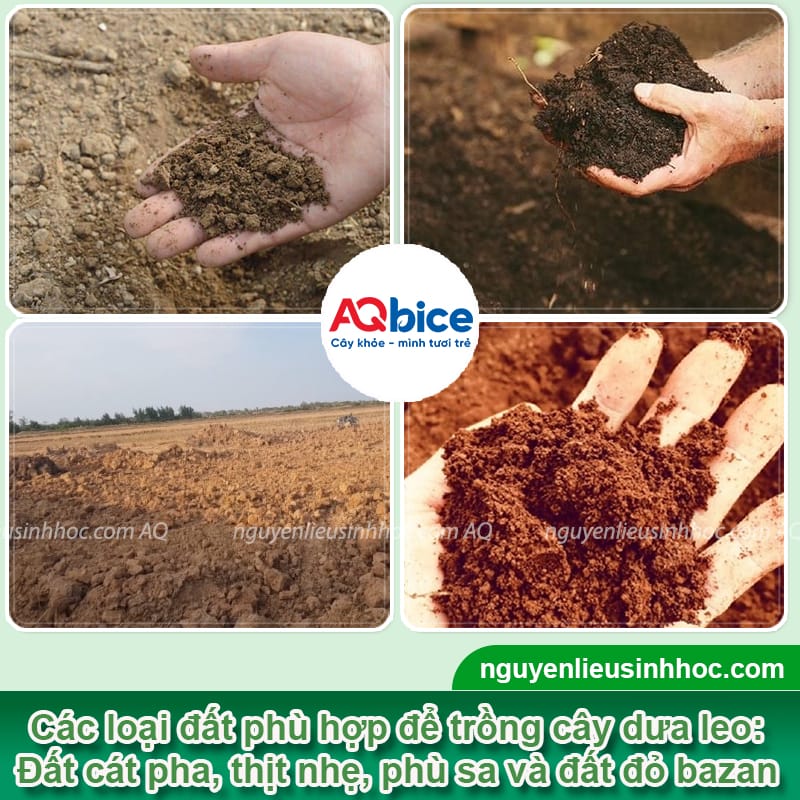 Xử lý đất trồng dưa leo giàu dưỡng chất, sạch mầm bệnh 3 Xử lý đất trồng dưa leo giàu dưỡng chất, sạch mầm bệnh