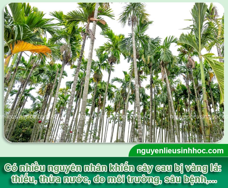 Bệnh vàng lá trên cây cau do đâu và Cách xử lý dứt điểm 2 Bệnh vàng lá trên cây cau do đâu và Cách xử lý dứt điểm