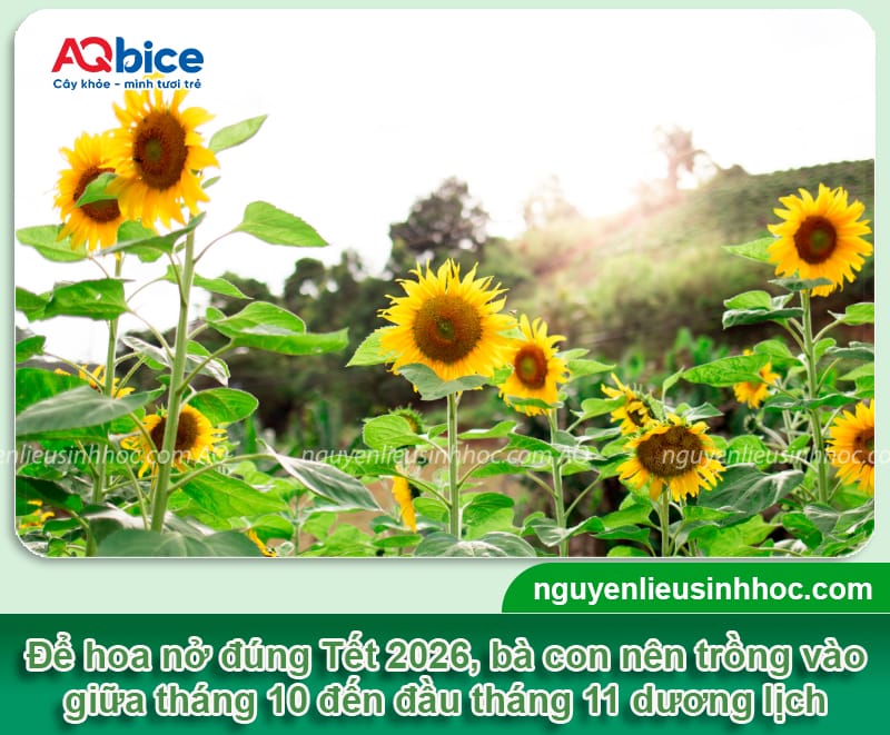 Cách trồng hoa hướng dương bằng hạt nảy mầm nhanh, nở kịp Tết