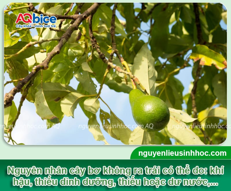 Cách chăm sóc cây bơ cho ra trái to tròn, bóng đẹp, thơm béo 2 Cách chăm sóc cây bơ cho ra trái to tròn, bóng đẹp, thơm béo
