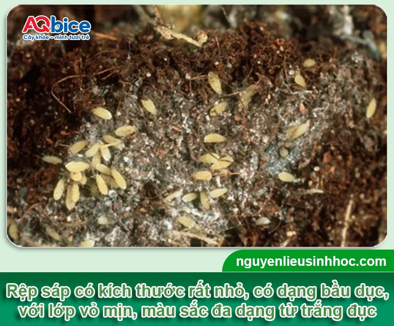 Phòng trị rệp sáp trong đất để cứu cây trồng khỏi suy kiệt