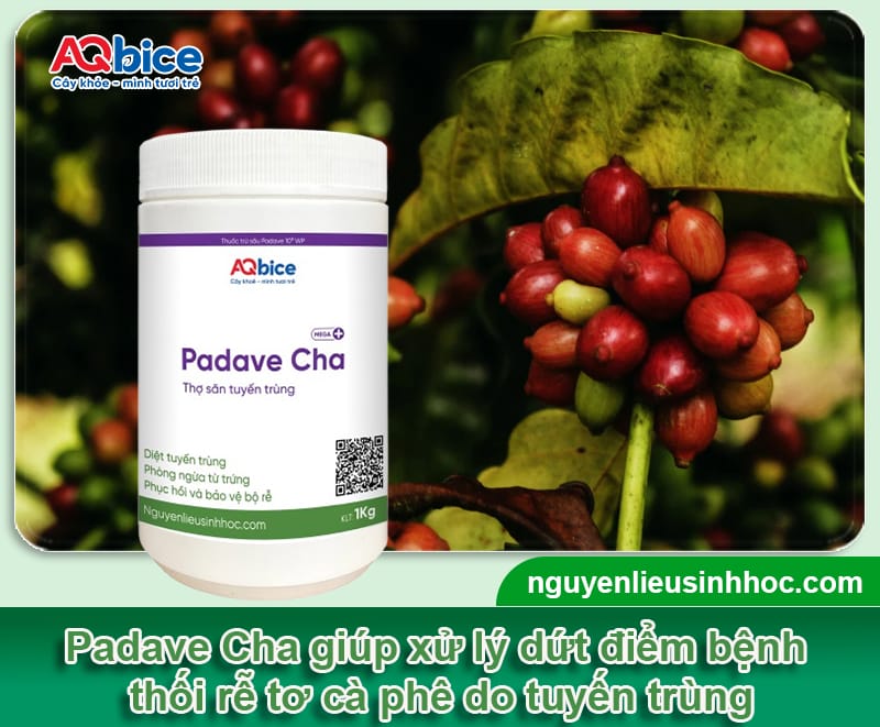 Bệnh thối rễ tơ cà phê do đâu và Cách xử lý dứt điểm