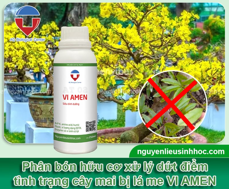 Cây mai bị lá me do nguyên nhân nào và Cách xử lý hiệu quả