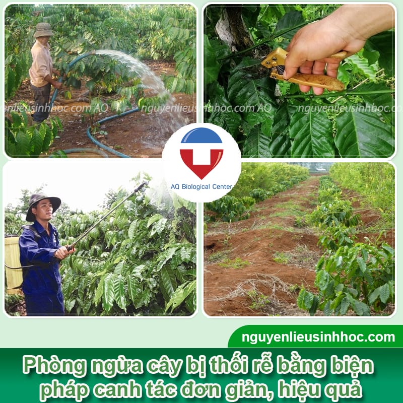 Thuốc chống thối rễ Be Green hiệu quả nhanh chóng, an toàn